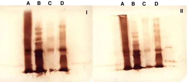 Figura  10:  Western  Blot  utilizando  o  Veneno  Total  de  Bothrops  jararacussu  irradiado  (A)  e  nativo  (B),  bem  como  a  Bthx-1  irradiada  (C)  e  nativa  (D),  em  condições  redutoras