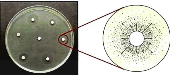 Figura 1- Princípio do método difusão do disco empregado para determinação da resistência de cepas de Salmonella sp