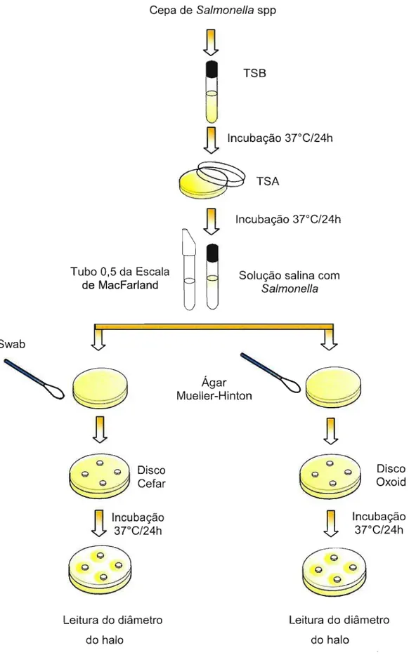 Figura 4-Esquema do método de difusão do disco empregado para determinação da resistência de cepas de Salmonella sp