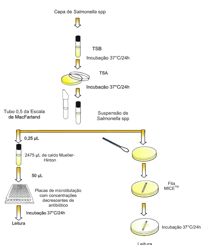 Figura 6- Esquema dos métodos utilizados para determinação da concentração inibitória mínima (CIM) de antibióticos, para cepas de Salmonella spp