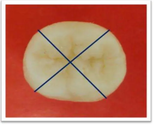FIGURA 5: Esquema de corte da coroa dental para obtenção das amostras. Os planos de  secção estão indicados pelas linhas azuis