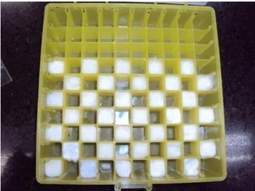 FIGURA 7: Fotografia de caixa para armazenamento refrigerado, com amostras cobertas  por algodão umedecido em água Milli-Q