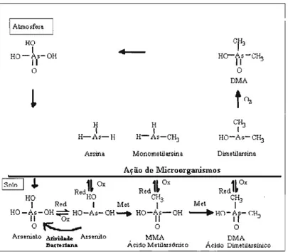 Figura 3.2:  Biotransformação do arsênio no sol02 