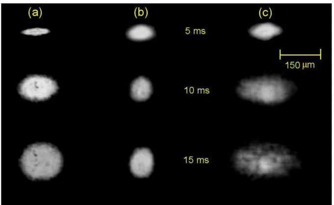 Figure 3 – Absorption Image of the 87 Rb cloud during the free expansion: (a) shows a classical thermal (non-condensed) cloud expansion, for which the value of aspect ratio tends to unity; (b) an anisotropic expansion of an ordinary BEC, without vortices, 