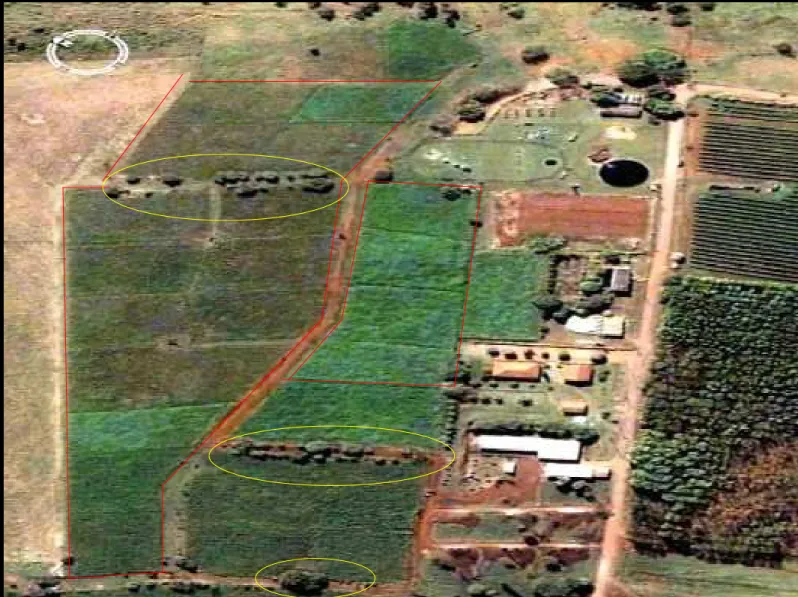 Figura 6 - Área experimental, em amarelo estão as áreas de sombra e vermelho os piquetes utilizados                   Fonte: Google Earth