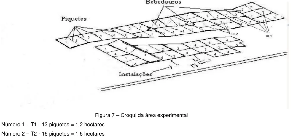 Figura 7 – Croqui da área experimental  Número 1 – T1 - 12 piquetes = 1,2 hectares 