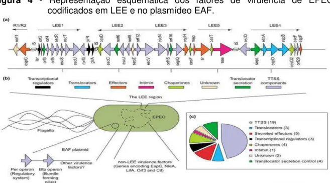 Figura  4  -  Representação  esquemática  dos  fatores  de  virulência  de  EPEC,  codificados em LEE e no plasmídeo EAF