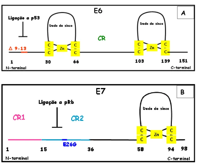 Figura  2:  Esquema  das  oncoproteínas  E6  e  E7  e  localização  das  mutações.  A:  A  oncoproteína E6 possui dois dedos de zinco e uma região conservada