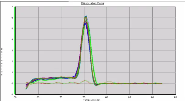 Figura 13: Curvas de dissociação de RECK após reação de real-time PCR. Para cada amostra  das triplicatas biológicas foram feitas duplicatas dos poços