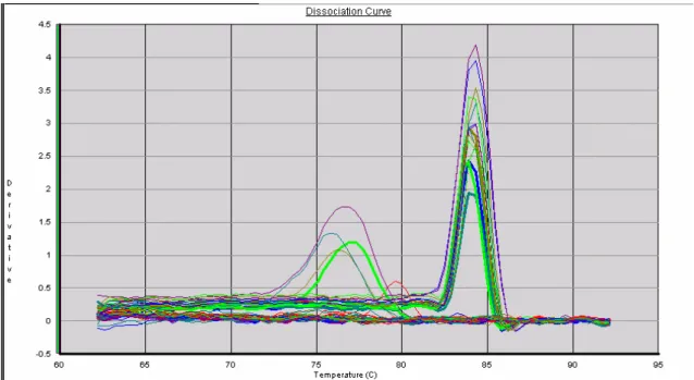 Figura 15: Curvas de dissociação de MMP-9 após reação de real-time PCR. Para cada amostra  das triplicatas biológicas foram feitas duplicatas dos poços