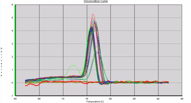 Figura 17: Curvas de dissociação de TIMP-2 após reação de real-time PCR. Para cada amostra  das triplicatas biológicas foram feitas duplicatas dos poços