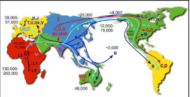 Figura  6:  Rotas  simplificadas  da  migração  humana  e  distribuição  geográfica  mundial  dos  haplogrupos mitocondriais