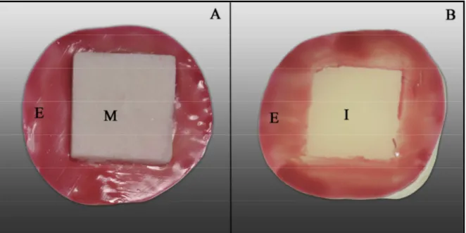 Figura 1 - A) Vista oclusal da matriz (M) de silicone de condensação de 6mm de largura por 6mm de  comprimento,  posicionada  de  forma  centralizada  sobre  a  dentina
