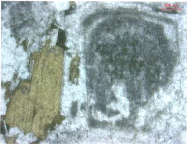 Figura  36.  Plagioclásio  com  zoneamento  e biotita  do Granodiorito  de Siapana.