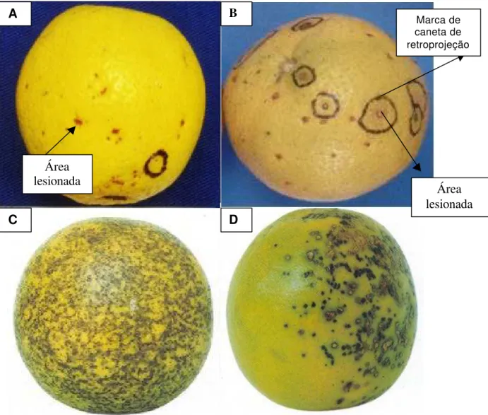 Figura  1 - Sintomas mais  comuns da mancha preta dos citros (MPC), observados nos frutos em condições de campo