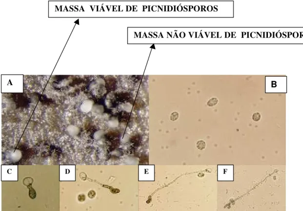Figura 2 - Germinação de picnidiósporos e formação de apressório de Phyllosticta citricarpa (teleomorfo: Guignardia citricarpa)  em água destilada esterilizada, a partir de picnídios formados em folhas autoclavadas de limão Siciliano