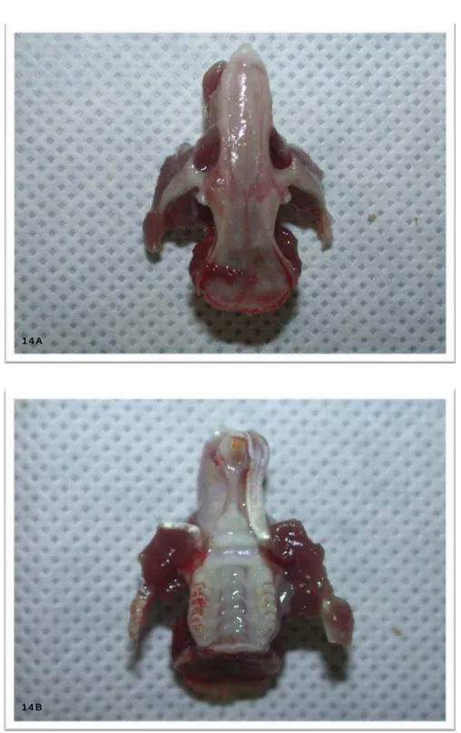 Figura 14A e 14B - Imagens da maxila do rato removida para análise microscópica do alvéolo
