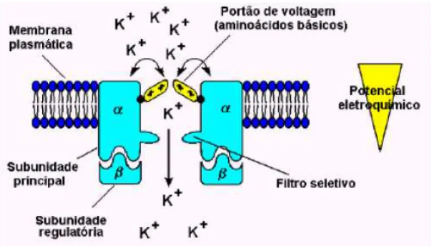 Figura  6:  Representação  hipotética  do  mecanismo  do  portão  de  seletividade  do  canal  de  potássio
