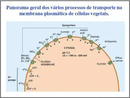 Figura  8:  Panorama  geral  dos  vários  processos  de  transporte  na  membrana  plasmática  de  células vegetais