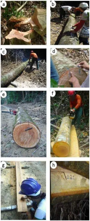 Figura 3 - Coleta de amostras. a) Toco de exploração; b) Mensuração para posterior  desdobro em duas toras, cada uma com 2m de comprimento; c) Desdobro  da árvore em toras; d) Mensuração de 10 a 15cm; e) Marcação da tora; f)  Desdobro da tora em pranchões;