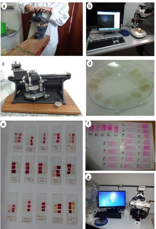 Figura 5 -  Preparo de material e análise macroscópica e microscópica. a) Amostra sendo lixada com  lixadeira  orbital,  marca  SSP  by  Makita,  180W,  modelo  MBO372;  b)  Amostra  sendo  fotografada em Lupa e utilizando o software Belview; c) micrótomo 