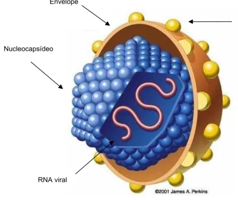 Figura 2. Estrutura do vírus da hepatite C (Fonte: Perkins JA, 2001- modificado) 