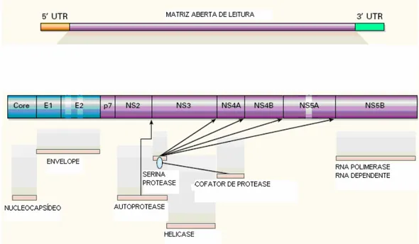 Figura 3. Organização genômica do HCV (Fonte: Lauer GM, Walker BD, 2001- 2001-modificado) 