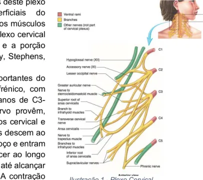 Ilustração 1 - Plexo Cervical 