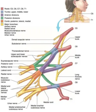 Tabela 4 - Principais nervos do plexo braquial  Adaptado de (Seeley et al., 2008) 