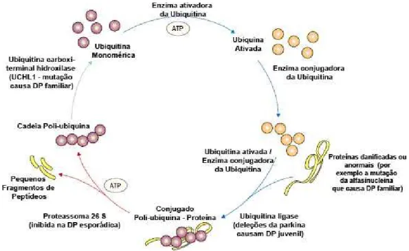 Figura 01 – Fisiologia do sistema Ubiquitina responsável pela degradação de  proteínas anômalas dentro da célula