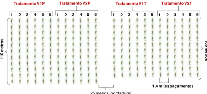 Figura 5 – Representação esquemática da área experimental 