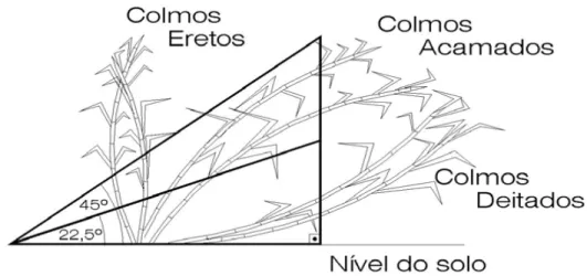 Figura 6 – Critério para determinação do porte do canavial, através de triângulo retângulo (Ripoli 1996) 