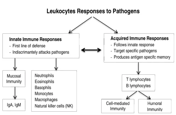 Fig 2.1. The basic structure and main components of the immune system response (adapted  from Hackney (2013) and Gleeson (2006))