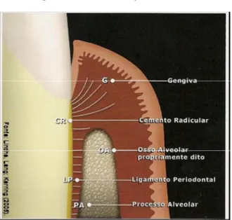 Figura 1- Estruturas periodontais 