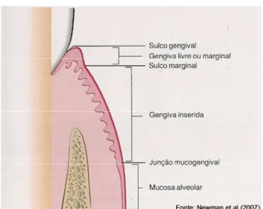 Figura 2 - Pontos de refergncia anatômicos da gengiva 