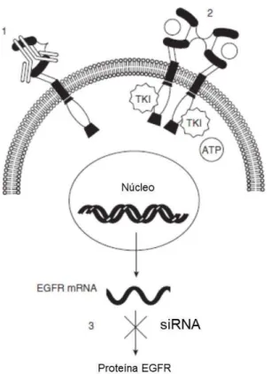Figura 9. Estratégias para bloquear a transdução de sinais pelo EGFR pode ser feito em 3  diferentes níveis: (1) no domínio extracelular do EGFR interferindo na ligação do ligante com  o receptor; (2) no domínio intracelular, inibindo a ativação da proteín