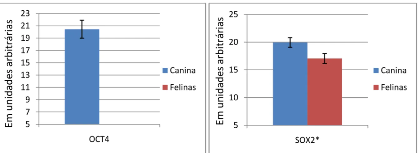 Figura  6:  Gráficos  representando  as  expressões  dos  genes  de  pluripotência  (OCT4  e  SOX2)  das  células  mesenquimais caninas (Azul) e felinas (Vermelho), em unidades arbitrárias, pela técnica de qPCR