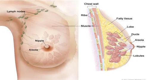 Figure 1: on the left side - lymph nodes distribution; on the right side - inside of a  breast (http://www.cancer.gov/types/breast) 