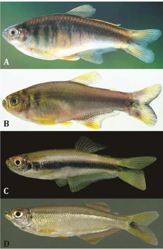 Figura 1. Colorido em vida de alguns representantes de Glandulocaudini. (A) Lophiobrycon weitzmani, LIRP 4338, parátipo, macho, 31,1 mm CP