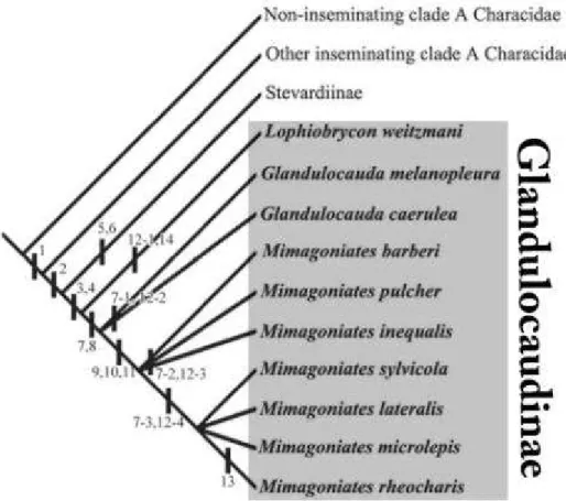 Figura 3.   Hipótese de relações entre os gêneros e espécies de Glandulocaudini (na época, Glandulocaudinae), em destaque, proposta com base em dados morfológicos por Menezes