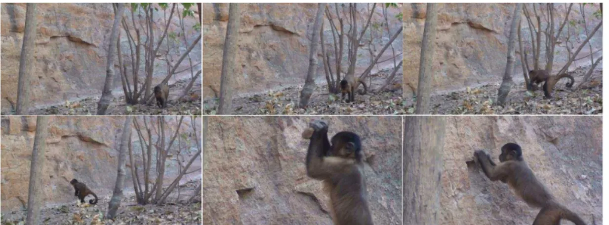 Figura 10: Transporte e uso de percutor dirigido a uma fenda rochosa, realizados por um macaco jovem  macho do grupo Pedra Furada