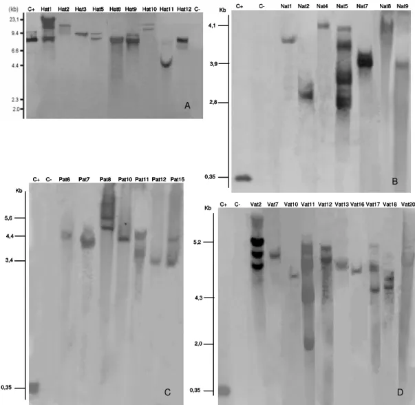 Figura 4 - Análise de “Southern blot” das plantas transgênicas de laranja doce contendo o gene attA