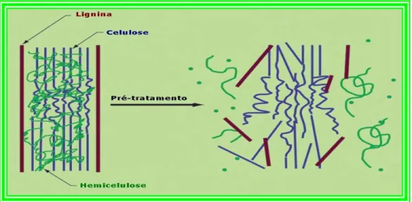 FIGURA 4. Desenho esquemático do efeito do pré-tratamento para  hidrólise da celulose (Mosier et al, 2005) 