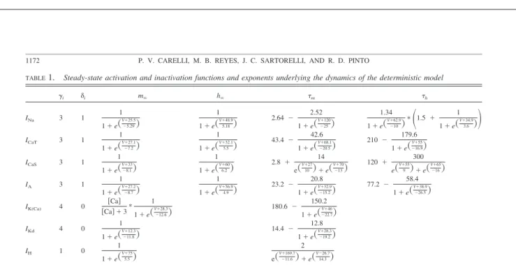 TABLE 1. Steady-state activation and inactivation functions and exponents underlying the dynamics of the deterministic model