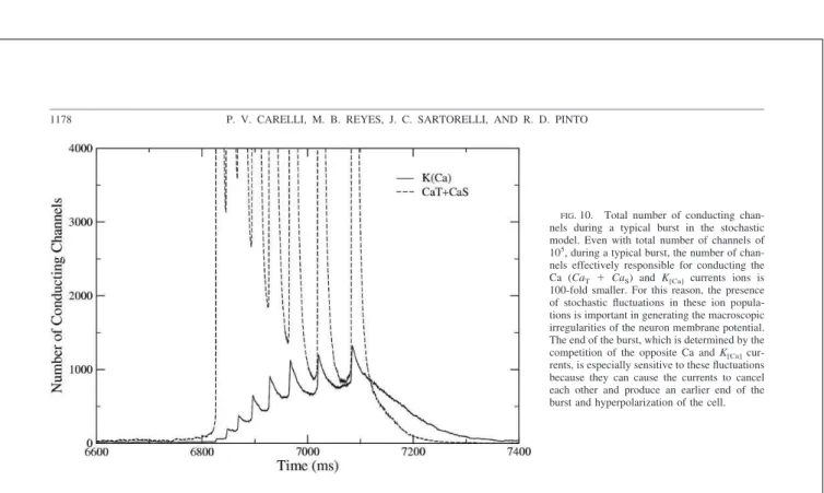 FIG . 10. Total number of conducting chan- chan-nels during a typical burst in the stochastic model