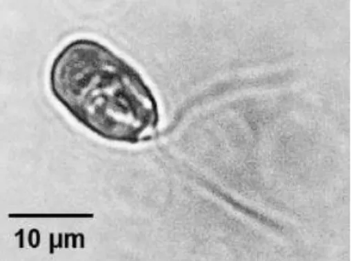Figura 1. Microalga  Dunaliella tertiolecta em microscopia de contraste de fase  (Fotografia de Eduardo Masami Kitahara)