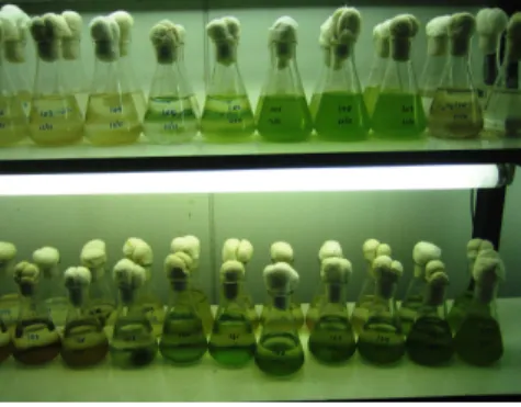 Figura  2.  Cultivo  da  microalga  Dunaliella  tertiolecta  no  Banco  de  Microorganismos Marinhos do IOUSP (Fotografia de Claudia Camila Minei)