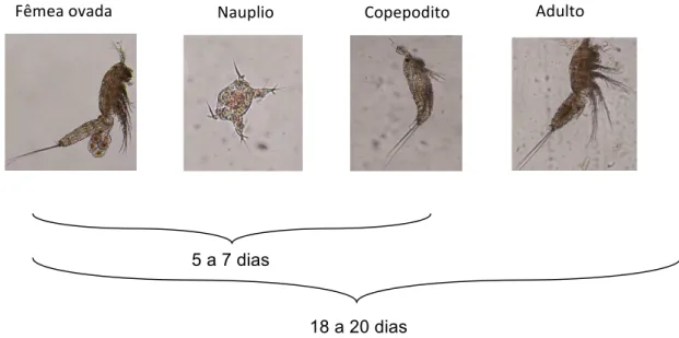 Figura 5. Fases do ciclo de vida do copépodo bentônico Nitokra sp (Fotografia  em contraste de fase de Eduardo Masami Kitahara) 