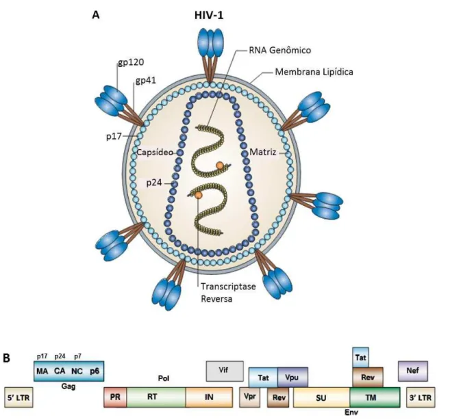 Figura  1  –   Representação  esquemática  do  HIV-1  e  do  seu  genoma.  A  –   O  envelope  viral  apresenta  complexos  triméricos  gp120 – gp41  embebidos  na  membrana;  A  proteína  transmembrana  gp41  interage  com  a  matriz  (formada  pela  prot