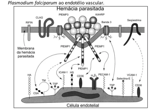 Figura 3 - Representação das moléculas envolvidas na adesão de hemácias infectadas por  Plasmodium falciparum ao endotélio vascular